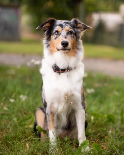 Shiloh